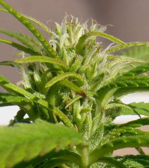 070909PurplePecaegreenphenobud.jpg