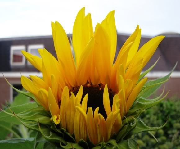 080908sunfloweropening.jpg