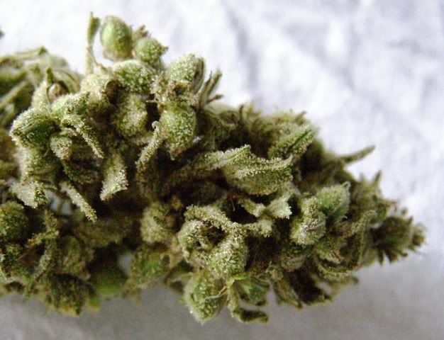 081107curedPurpureaPeacebud.jpg