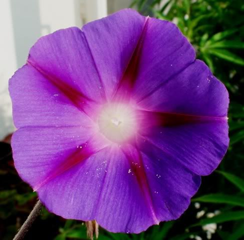 100809MorningGlory.jpg