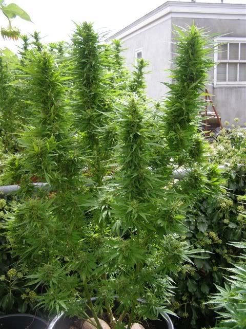 100907GA.total7weeksflowering.jpg