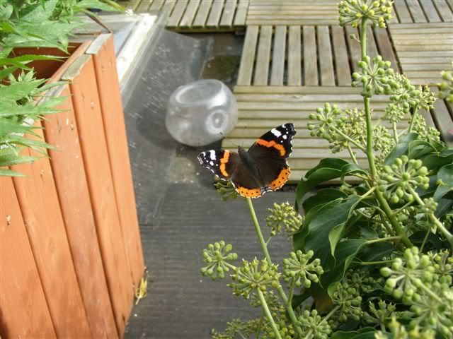 120907butterfly2.jpg