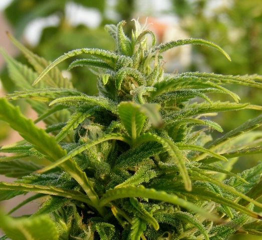 190909PurplePeacegreenphenobud.jpg