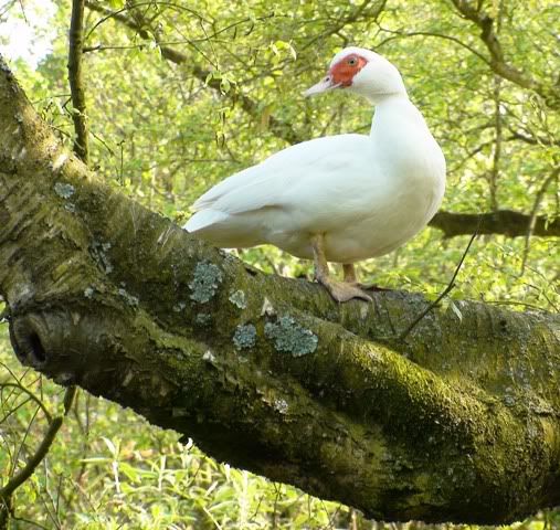 200409Gooseintree.jpg