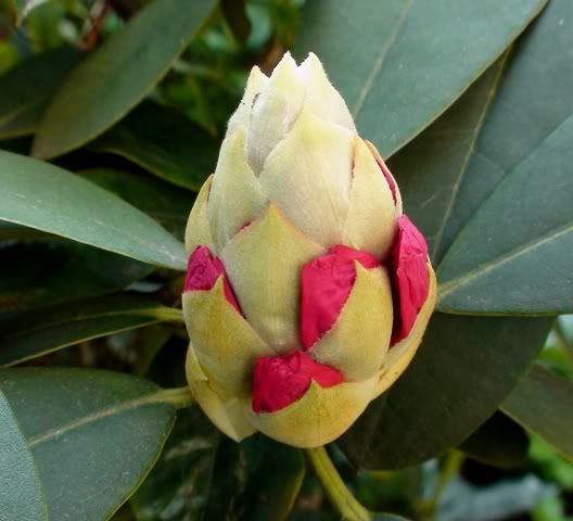 200409flowerbud.jpg