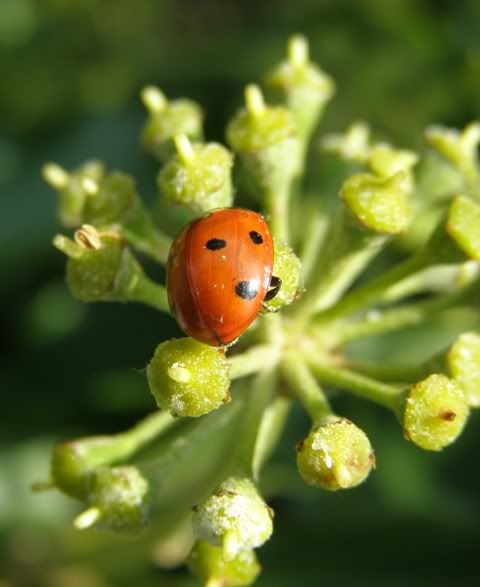 200908Ladybug.jpg