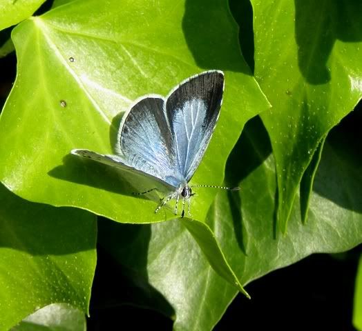 200908bluebutterfly.jpg