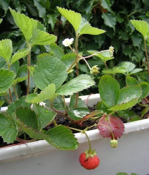 220708strawberry.jpg