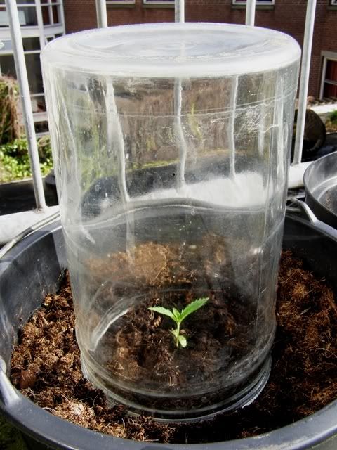 250208Sproutunderpot.jpg