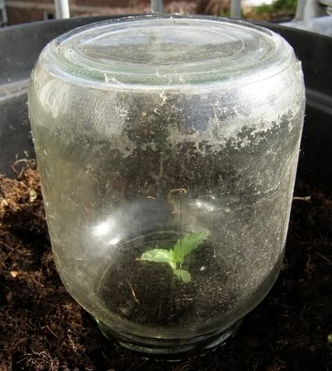 250208sproutunderglasspot.jpg