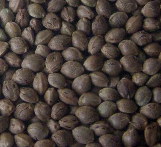 251007GreenAmbassadorseeds.jpg