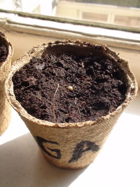 260309organicpotwithsoilandseed.jpg