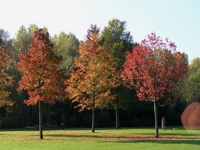 261007autumncolors3trees.jpg