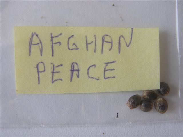 AfghanPeace.jpg