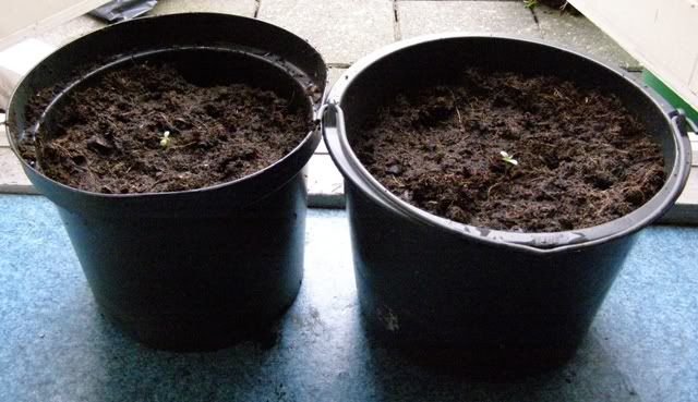 150208seedlings.jpg