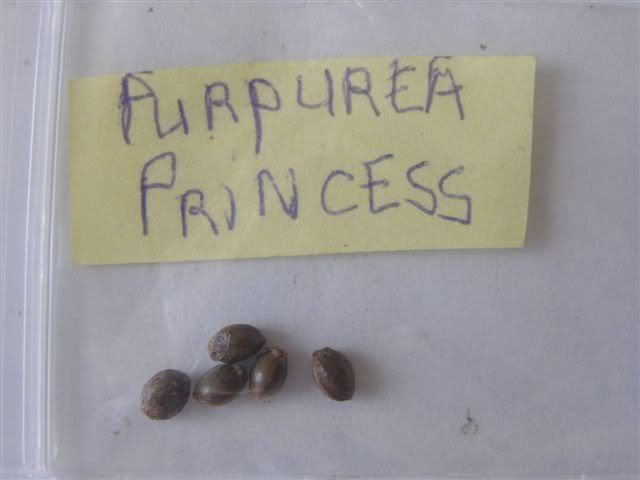 PurpureaPrincessseeds.jpg