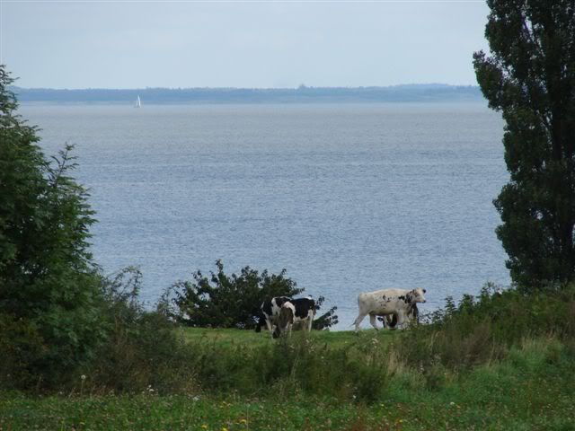 LakeandcowsDanmark2006.jpg