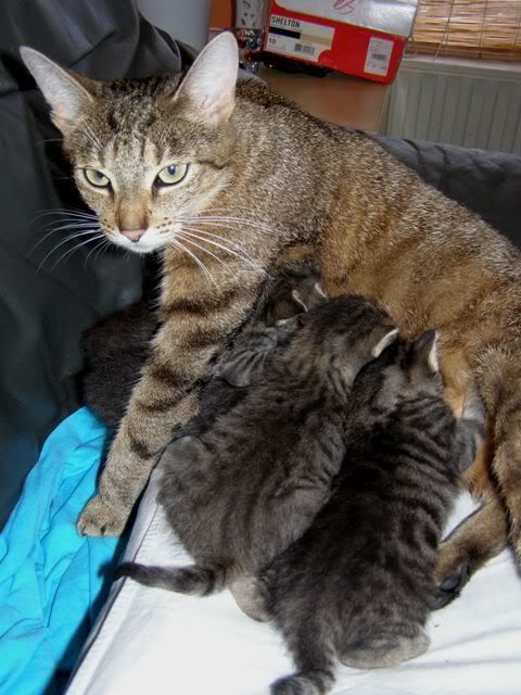 040808Skizzofeedingkittens.jpg