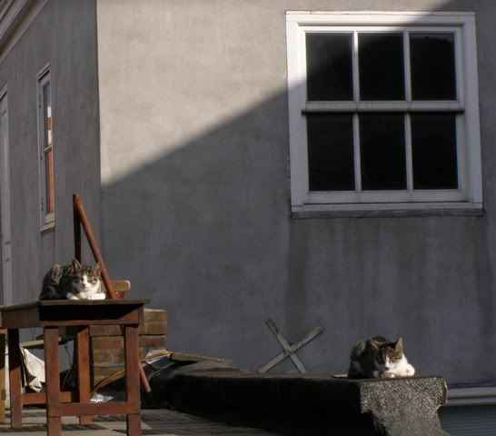 080808catspeacefullinthesun.jpg