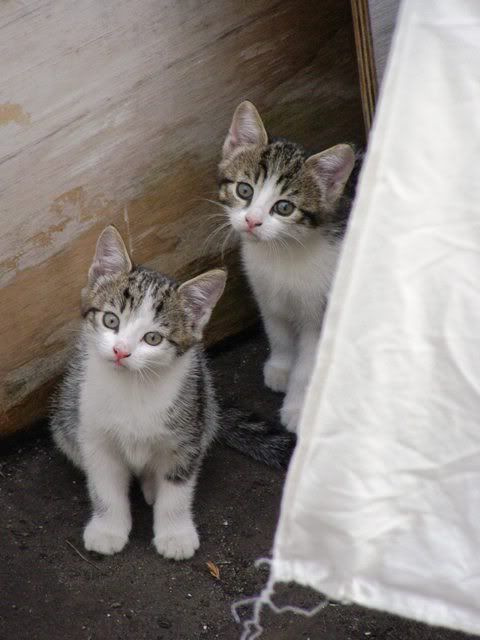 2kittens.jpg