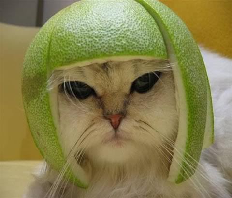 lime-cat1.jpg