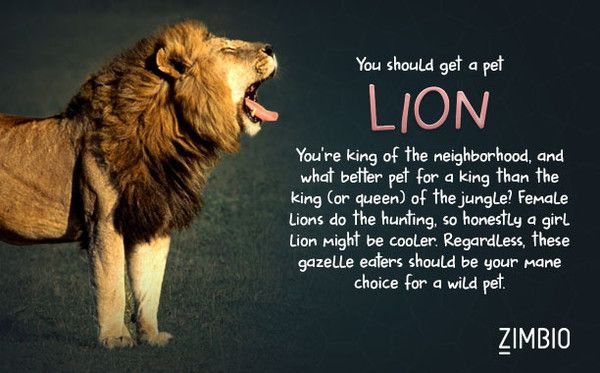 lion.jpeg