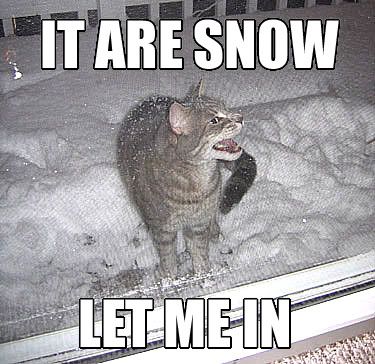 CatSnowLetIn.jpg