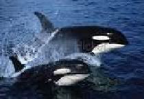 whales Pictures, Images and Photos