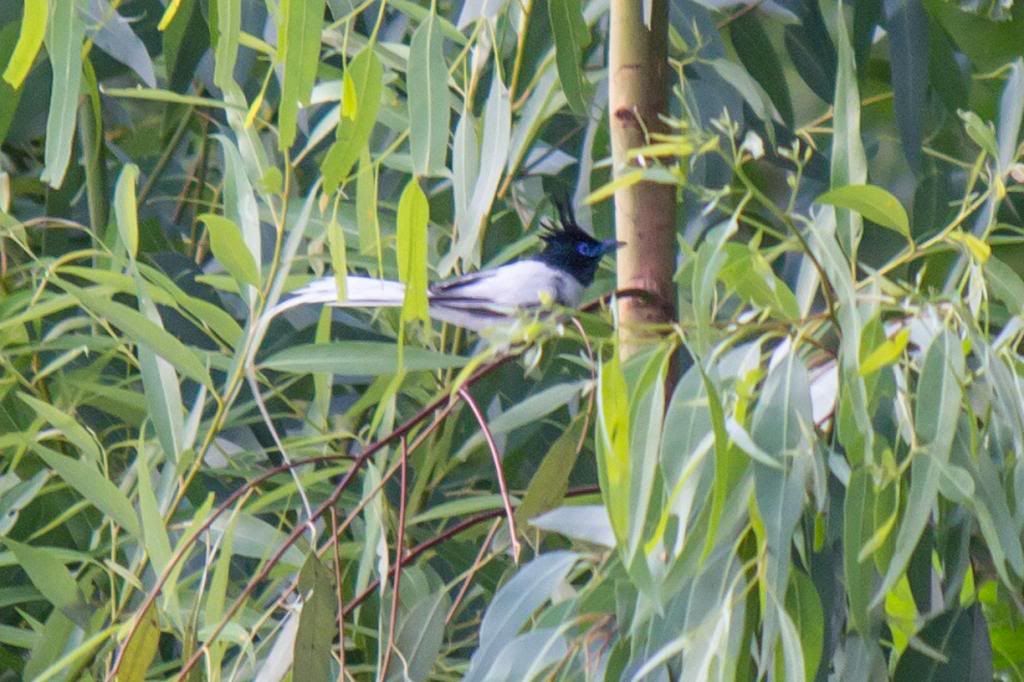 IMAGE: http://i192.photobucket.com/albums/z31/ekfaysal/IMG_6141_zpsdb70c09f.jpg