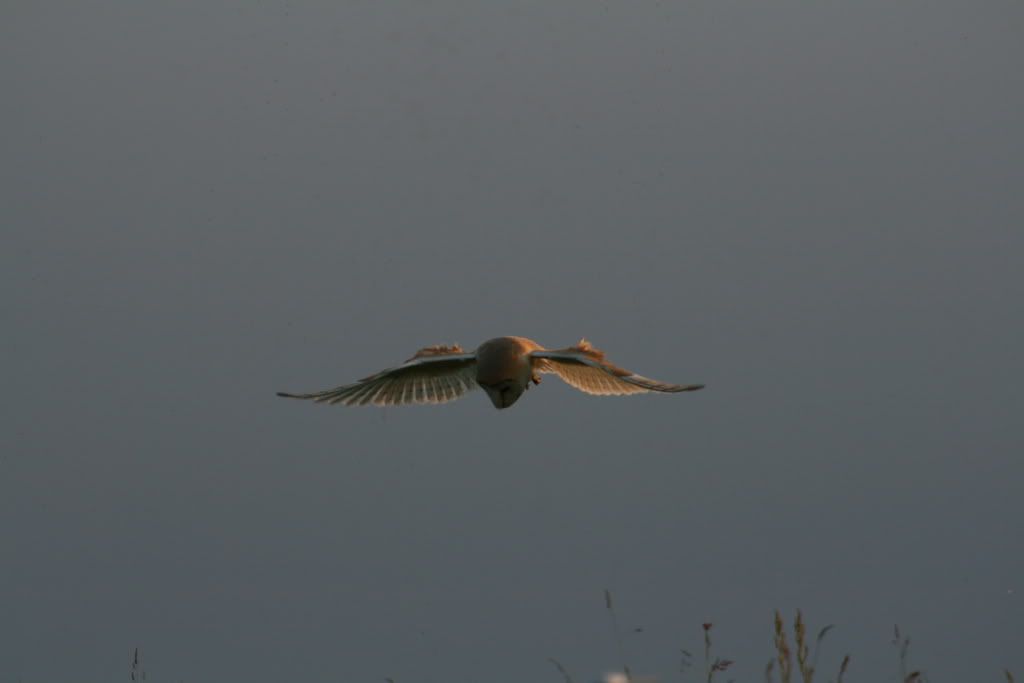 IMG_6800.jpg