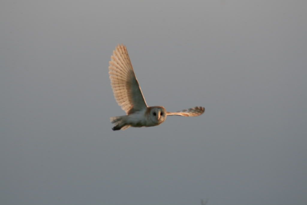 IMG_6801.jpg
