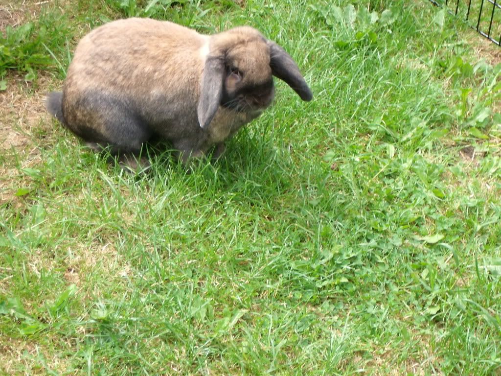 german lop bunny