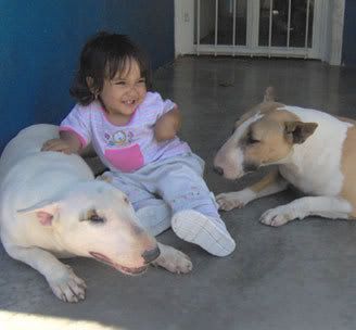 bull-terrier-en-el-porche.jpg