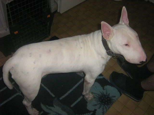 Lajosdalmata002.jpg