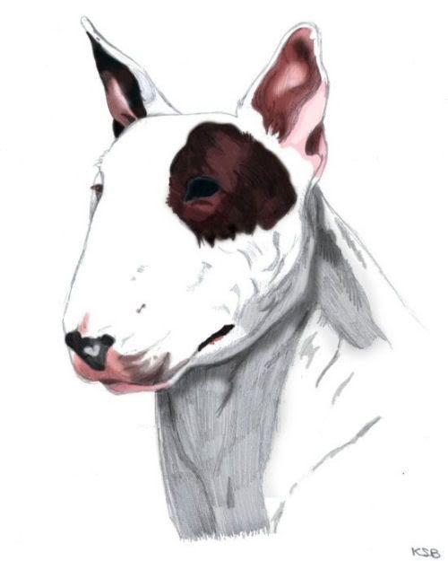 bullterrier2.jpg
