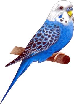 Animals01_AB.png picture by viumor2
