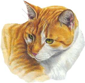 Cat02_AB.png picture by viumor2
