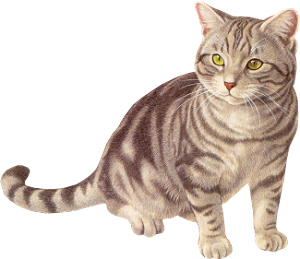 Cat05_AB.png picture by viumor2