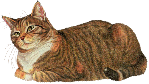 Cat12_AB.png picture by viumor2