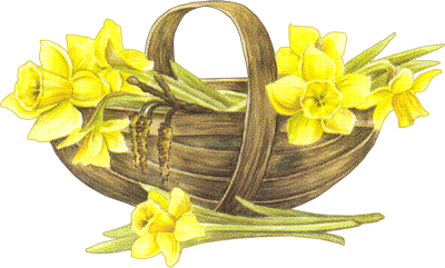 daffodills-in-basket_AB.png picture by viumor2