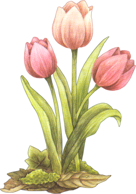 tulips_AB.png picture by viumor2