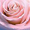 pink rose icon Pictures, Images and Photos