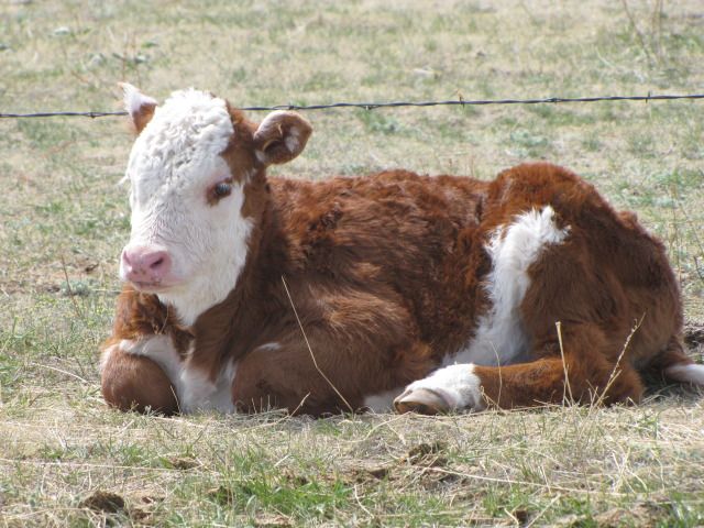 heifer calf