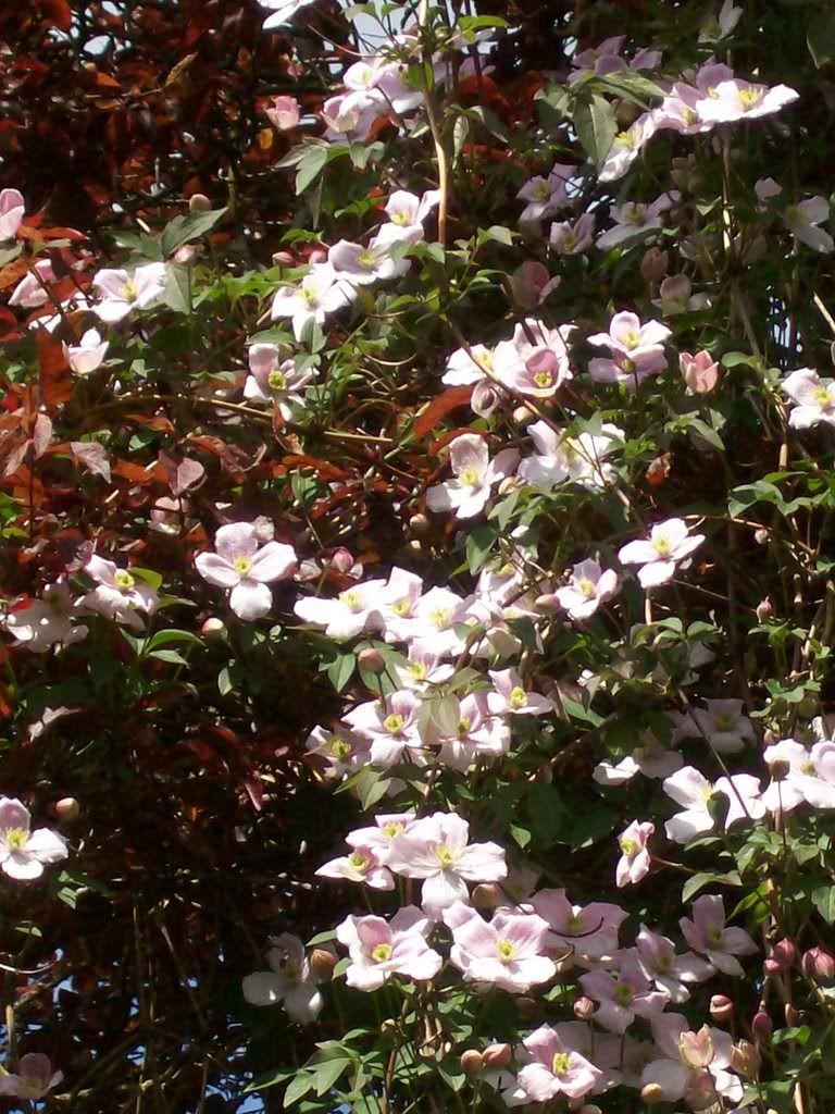 clematis Montana