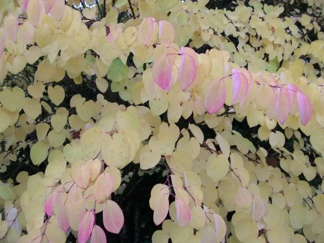 Herronswood globe Katsura tree