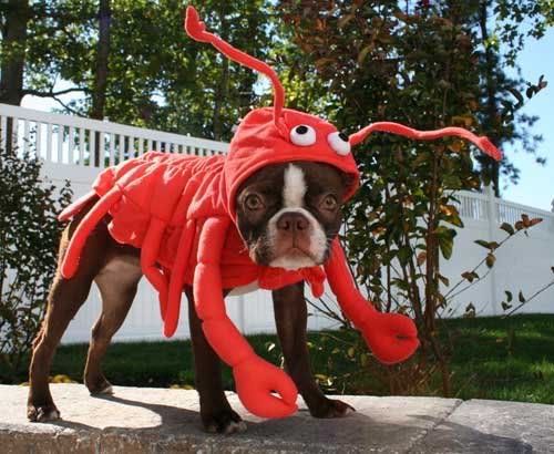 lobster-dog-costume-full.jpg