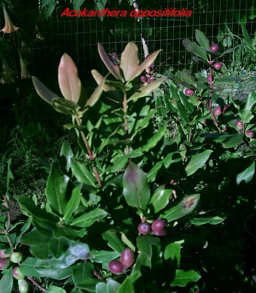 Acokantheraoppositifolia2.jpg