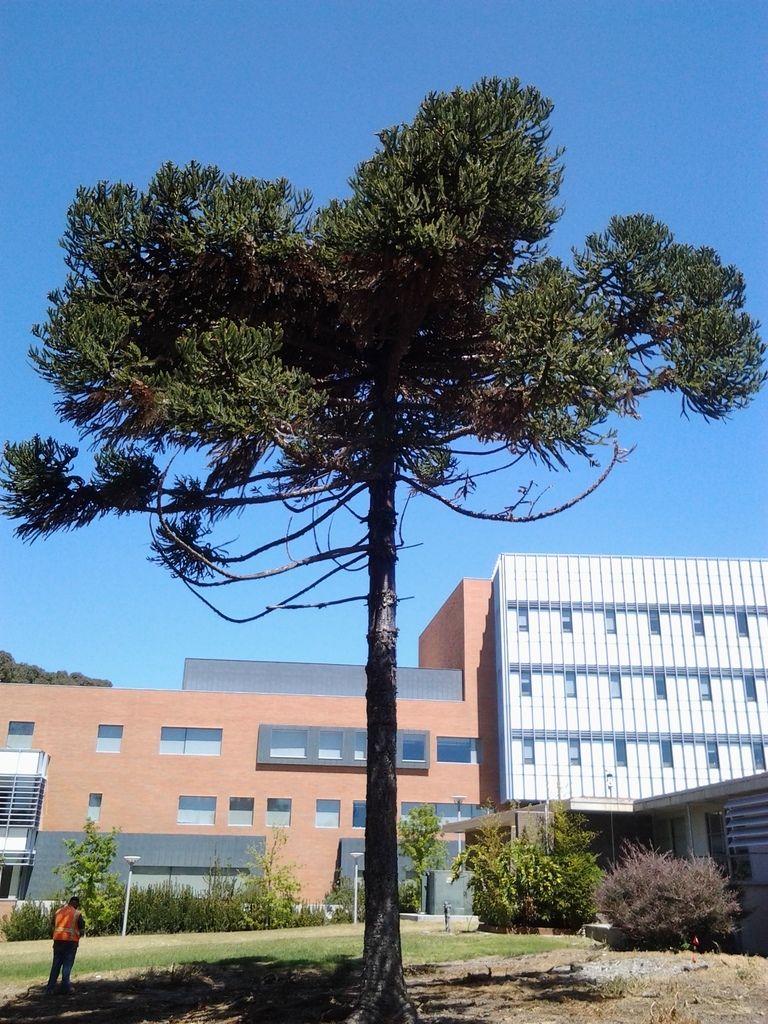 Araucaria%20ang1.jpg