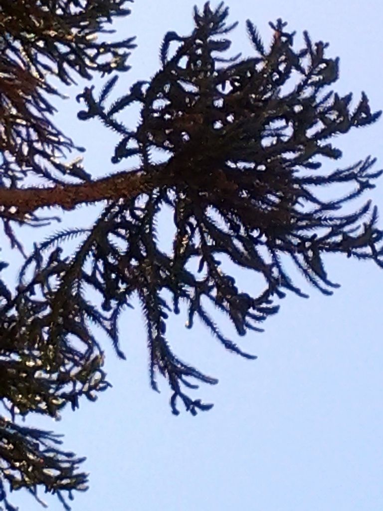 Araucaria%20ang2.jpg