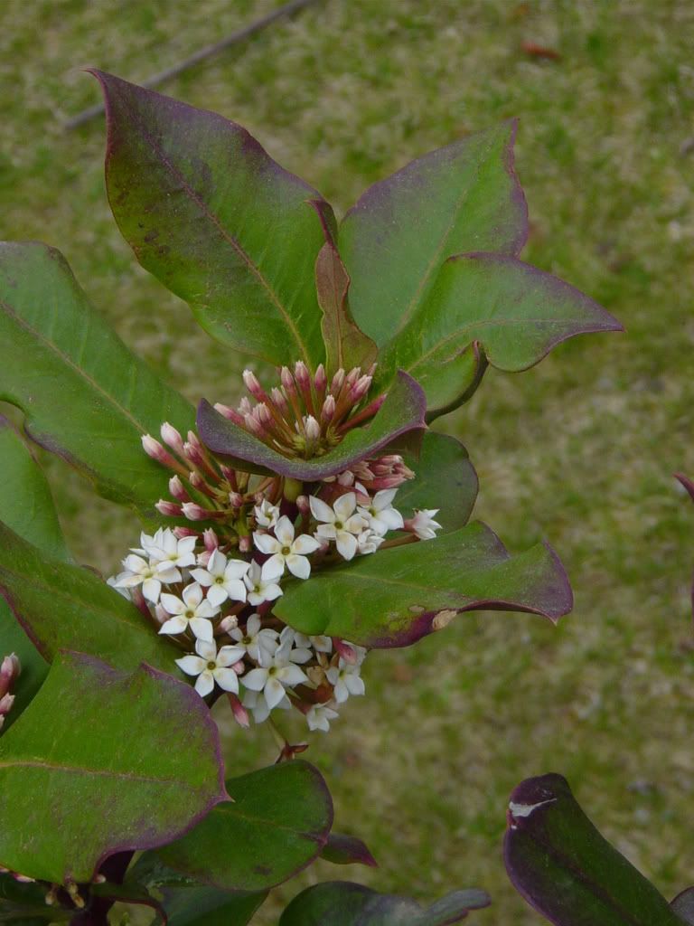 CANurseryArboretaPictures053.jpg